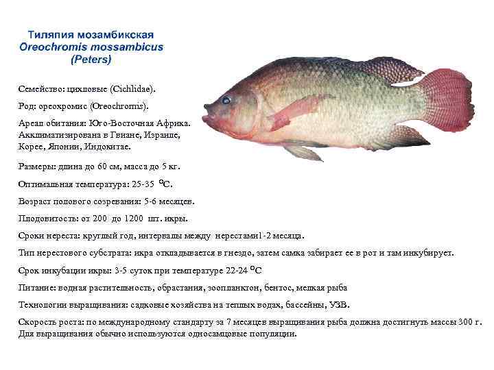 Семейство: цихловые (Cichlidae). Род: ореохромис (Oreochromis). Ареал обитания: Юго-Восточная Африка. Акклиматизирована в Гвиане, Израиле,