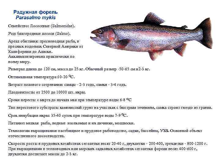 Семейство: Лососевые (Salmonidae). Род: благородные лососи (Salmo). Ареал обитания: пресноводная рыба, в пресных водоемах