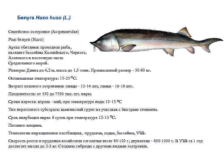 Семейство: осетровые (Acipenseridae) Род: белуги (Huso) Ареал обитания: проходная рыба, населяет бассейны Каспийского, Черного,