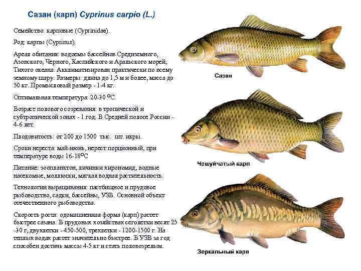 Семейство: карповые (Cyprinidae). Род: карпы (Cyprinus). Ареал обитания: водоемы бассейнов Средиземного, Азовского, Черного, Каспийского