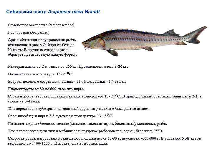 Семейство: осетровые (Acipenseridae) Род: осетры (Acipenser) Ареал обитания: полупроходная рыба, обитающая в реках Сибири