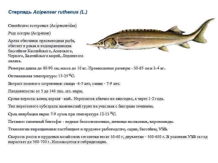 Семейство: осетровые (Acipenseridae) Род: осетры (Acipenser) Ареал обитания: пресноводная рыба, обитает в реках и