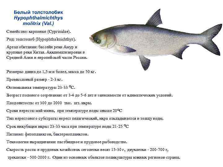 Семейство: карповые (Cyprinidae). Род: толстолоб (Hypophthalmichthys). Ареал обитания: бассейн реки Амур и крупные реки