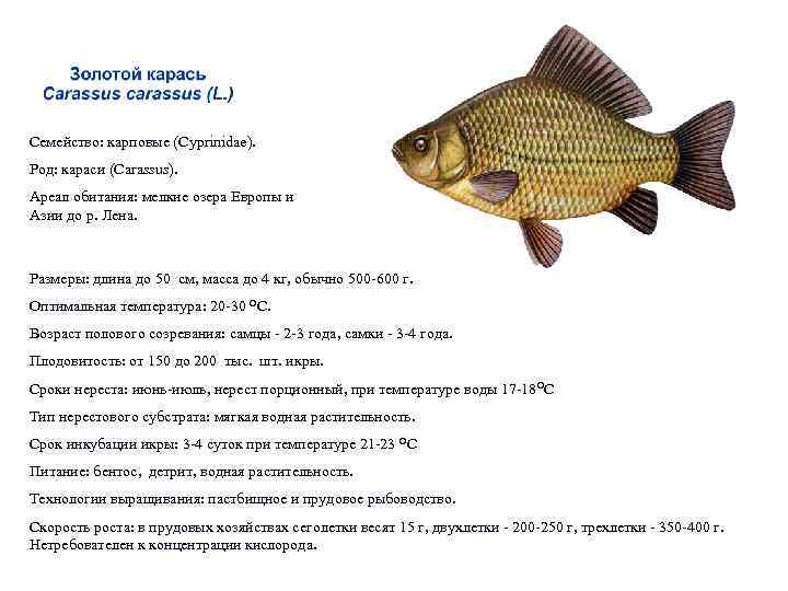 Семейство: карповые (Cyprinidae). Род: караси (Carassus). Ареал обитания: мелкие озера Европы и Азии до