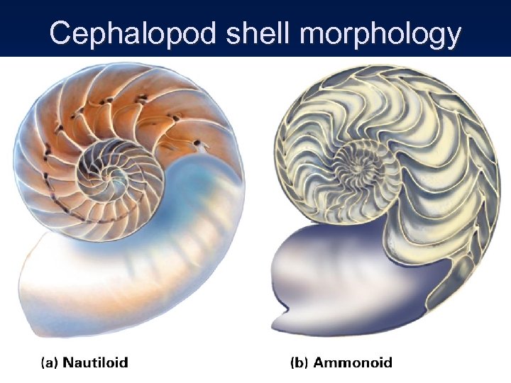 Cephalopod shell morphology 