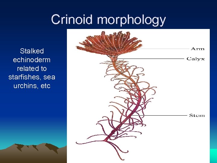 Crinoid morphology Stalked echinoderm related to starfishes, sea urchins, etc 