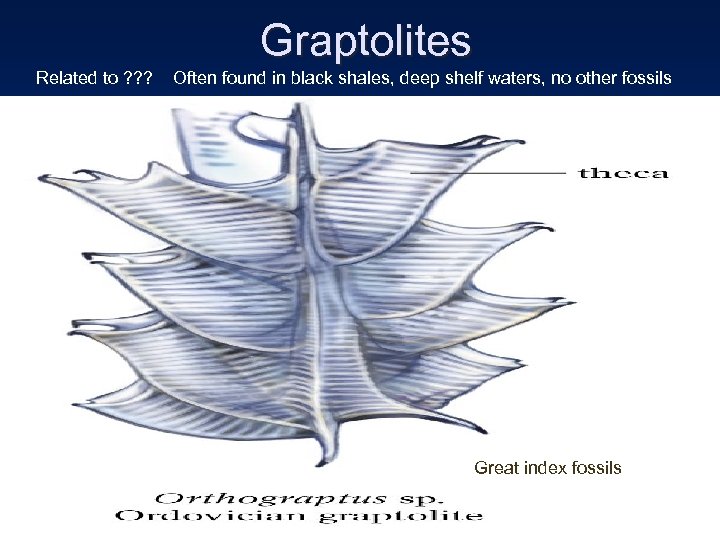  Graptolites Related to ? ? ? Often found in black shales, deep shelf