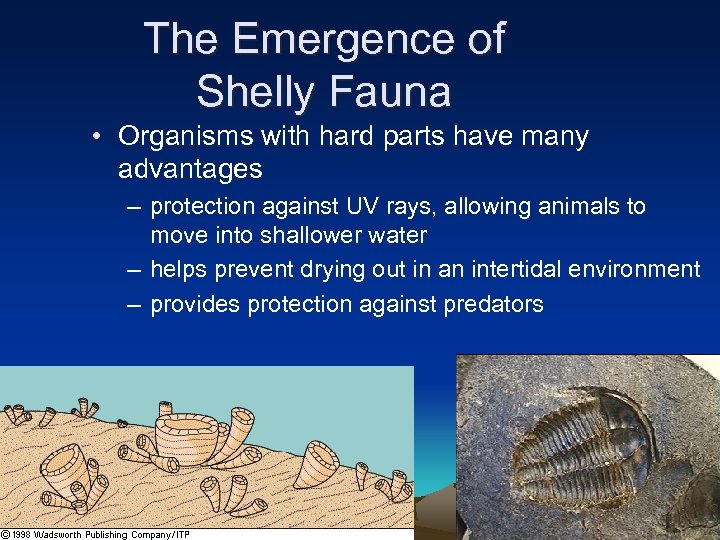 The Emergence of Shelly Fauna • Organisms with hard parts have many advantages –