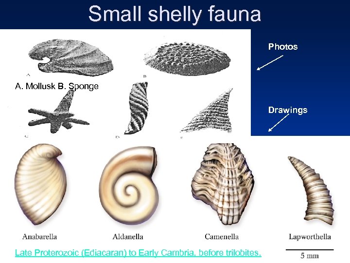 Small shelly fauna Photos A. Mollusk B. Sponge Drawings Late Proterozoic (Ediacaran) to Early