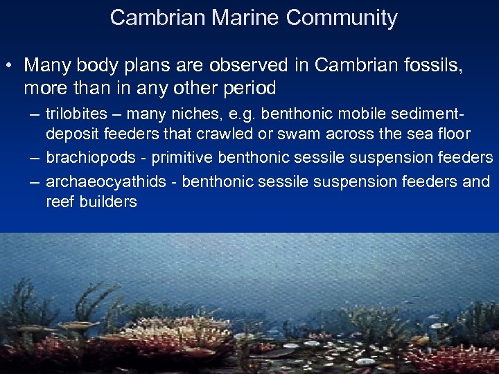 Cambrian Marine Community • Many body plans are observed in Cambrian fossils, more than