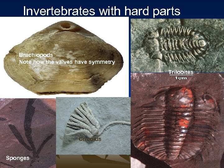 Invertebrates with hard parts Brachiopods Note how the valves have symmetry Trilobites Crinoids Sponges