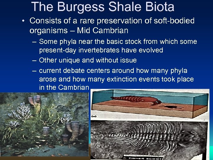 The Burgess Shale Biota • Consists of a rare preservation of soft-bodied organisms –