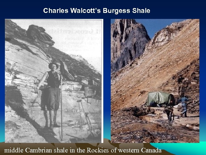 Charles Walcott’s Burgess Shale -middle Cambrian shale in the Rockies of western Canada 