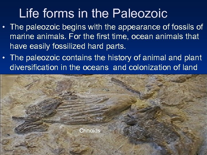 Life forms in the Paleozoic • The paleozoic begins with the appearance of fossils