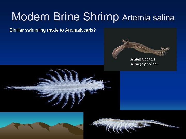 Modern Brine Shrimp Artemia salina Similar swimming mode to Anomalocaris? Anomalocaris A huge predaor