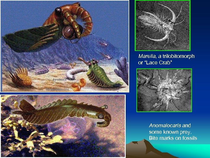 Marella, a trilobitomorph or “Lace Crab” Anomalocaris and some known prey. Bite marks on