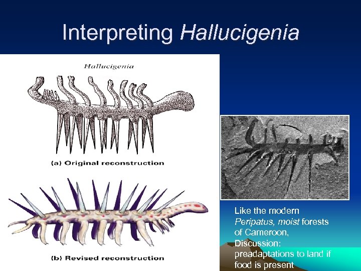 Interpreting Hallucigenia Like the modern Peripatus, moist forests of Cameroon, Discussion: preadaptations to land