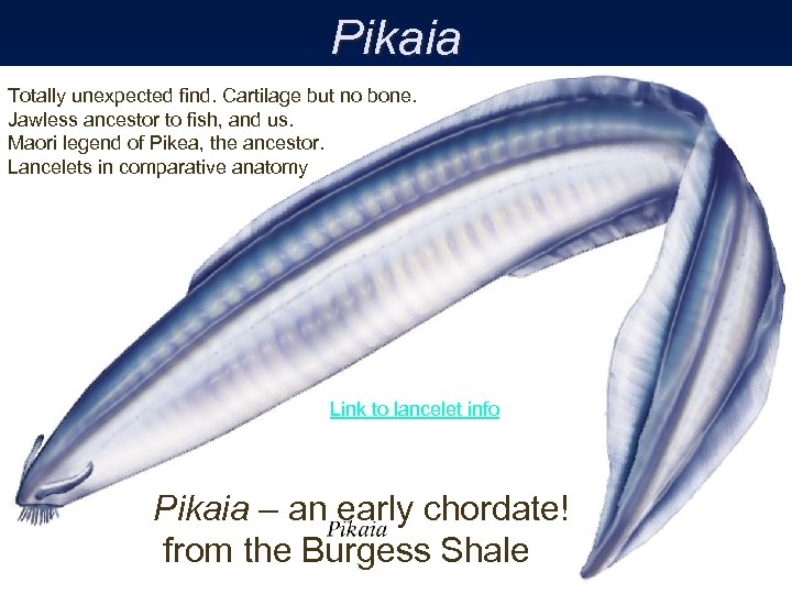 Pikaia Totally unexpected find. Cartilage but no bone. Jawless ancestor to fish, and us.