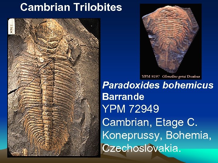 Cambrian Trilobites Paradoxides bohemicus Barrande YPM 72949 Cambrian, Etage C. Koneprussy, Bohemia, Czechoslovakia. 