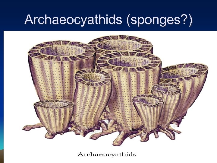 Archaeocyathids (sponges? ) 