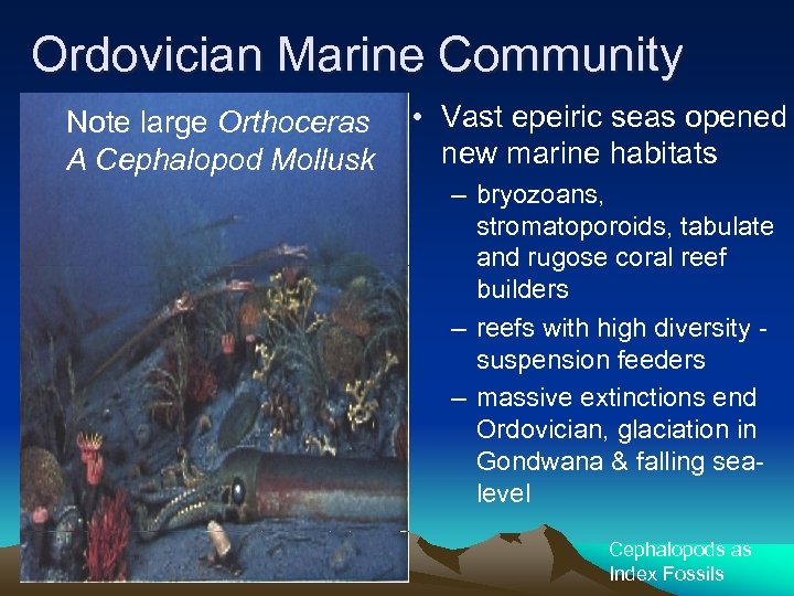 Ordovician Marine Community Note large Orthoceras A Cephalopod Mollusk • Vast epeiric seas opened