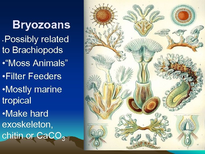 Bryozoans Possibly related to Brachiopods • “Moss Animals” • Filter Feeders • Mostly marine