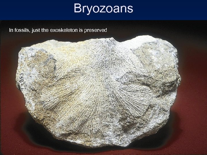 Bryozoans In fossils, just the exoskeleton is preserved 