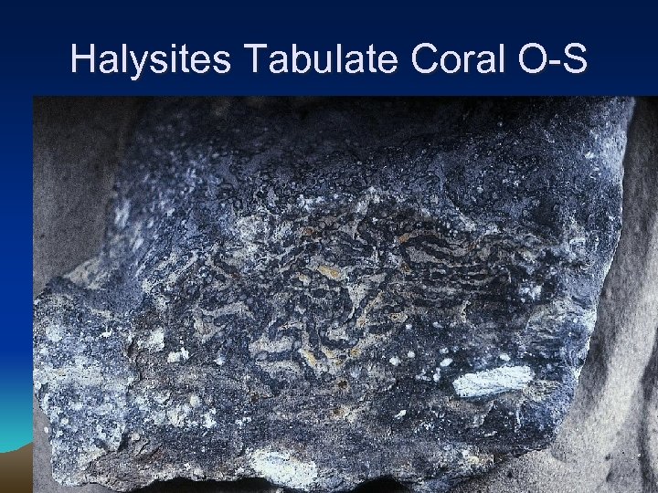 Halysites Tabulate Coral O-S 