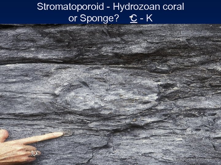 Stromatoporoid - Hydrozoan coral or Sponge? - - K C 