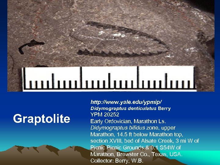  http: //www. yale. edu/ypmip/ Didymograptus denticulatus Berry YPM 20252 Early Ordovician, Marathon Ls.