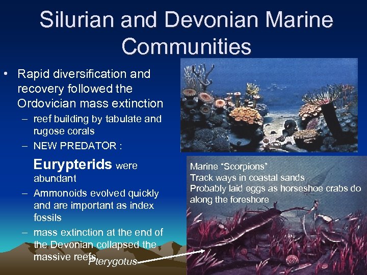 Silurian and Devonian Marine Communities • Rapid diversification and recovery followed the Ordovician mass