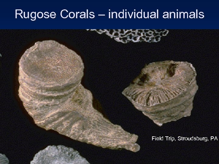 Rugose Corals – individual animals Field Trip, Stroudsburg, PA 