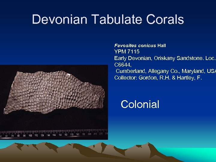 Devonian Tabulate Corals Favosites conicus Hall YPM 7115 Early Devonian, Oriskany Sandstone. Loc. C