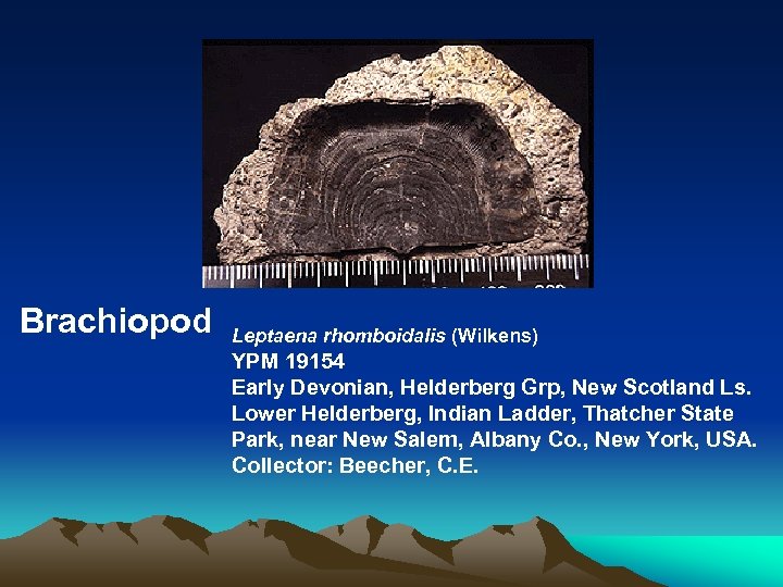 Brachiopod Leptaena rhomboidalis (Wilkens) YPM 19154 Early Devonian, Helderberg Grp, New Scotland Ls. Lower