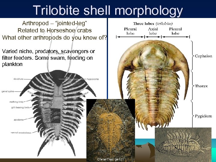 Trilobite shell morphology Arthropod – “jointed-leg” Related to Horseshoe crabs What other arthropods do