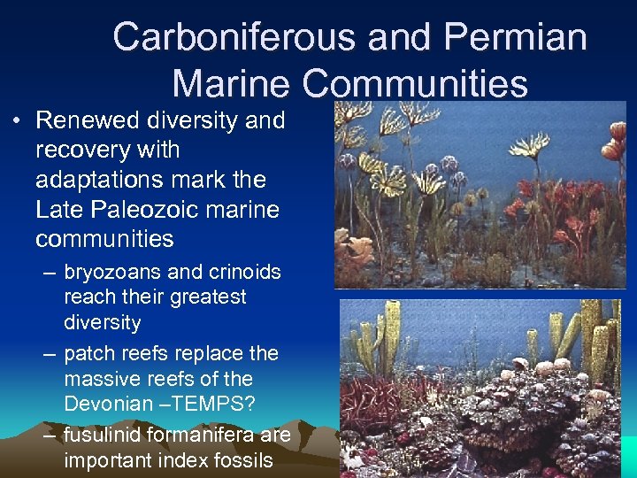 Carboniferous and Permian Marine Communities • Renewed diversity and recovery with adaptations mark the