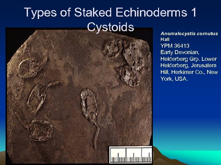 Types of Staked Echinoderms 1 Cystoids Anomalocystis cornutus Hall YPM 36413 Early Devonian, Helderberg