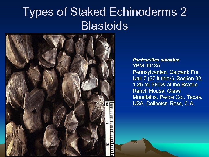 Types of Staked Echinoderms 2 Blastoids Pentremites sulcatus YPM 36130 Pennsylvanian, Gaptank Fm. Unit