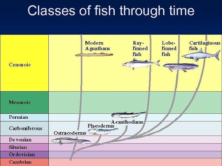 Classes of fish through time 