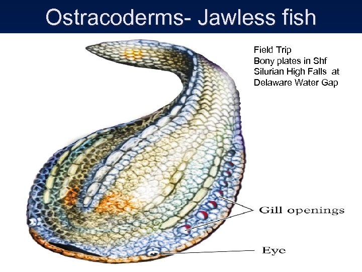 Ostracoderms- Jawless fish Field Trip Bony plates in Shf Silurian High Falls at Delaware