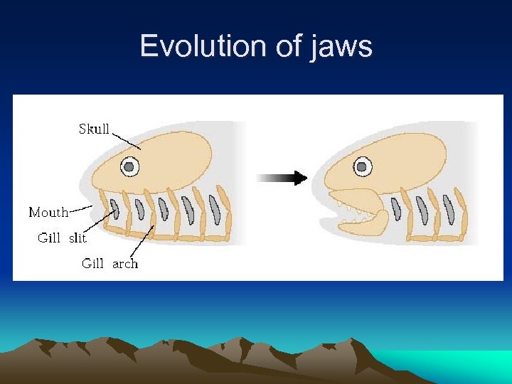 Evolution of jaws 