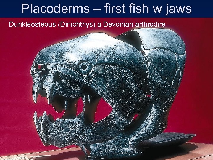 Placoderms – first fish w jaws Dunkleosteous (Dinichthys) a Devonian arthrodire 