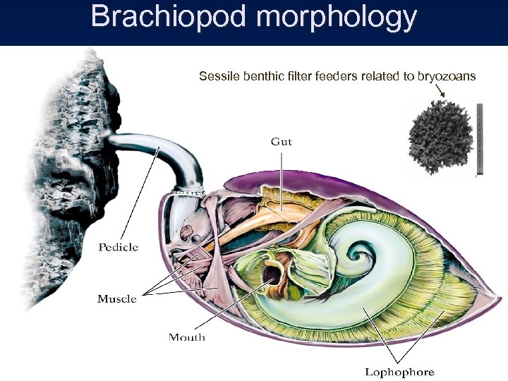 Brachiopod morphology Sessile benthic filter feeders related to bryozoans 