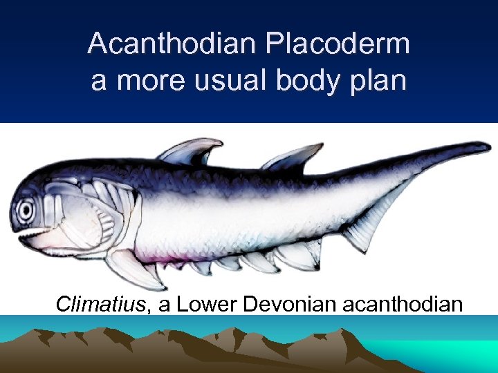 Acanthodian Placoderm a more usual body plan Climatius, a Lower Devonian acanthodian 