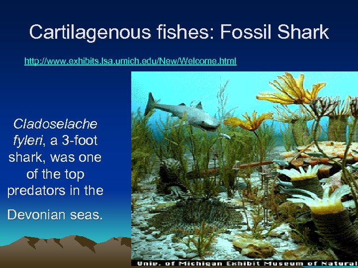 Cartilagenous fishes: Fossil Shark http: //www. exhibits. lsa. umich. edu/New/Welcome. html Cladoselache fyleri, a