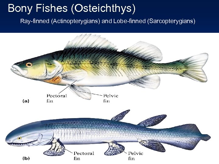 Bony Fishes (Osteichthys) Ray-finned (Actinopterygians) and Lobe-finned (Sarcopterygians) 