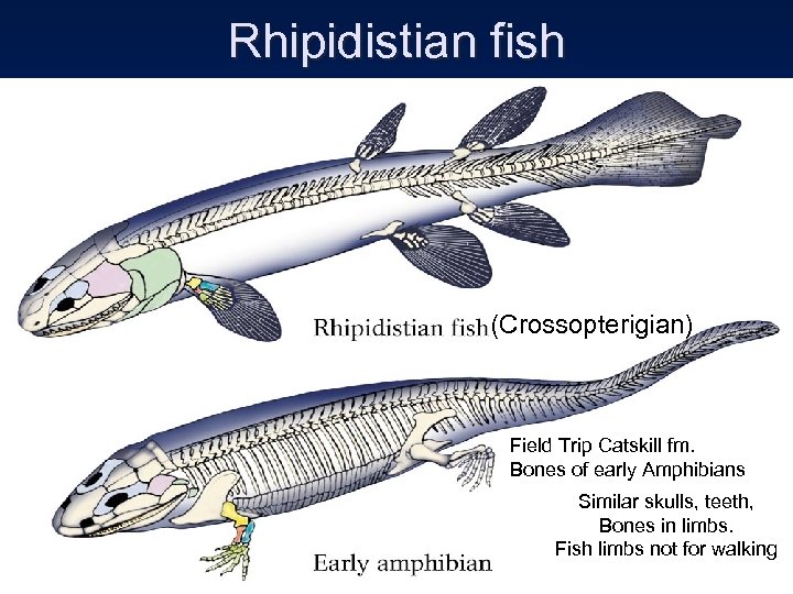 Rhipidistian fish (Crossopterigian) Field Trip Catskill fm. Bones of early Amphibians Similar skulls, teeth,