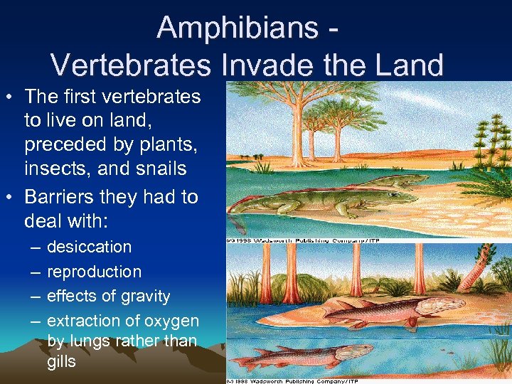 Amphibians Vertebrates Invade the Land • The first vertebrates to live on land, preceded