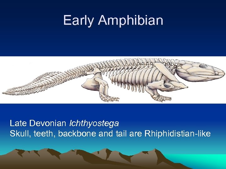 Early Amphibian Late Devonian Ichthyostega Skull, teeth, backbone and tail are Rhiphidistian-like 