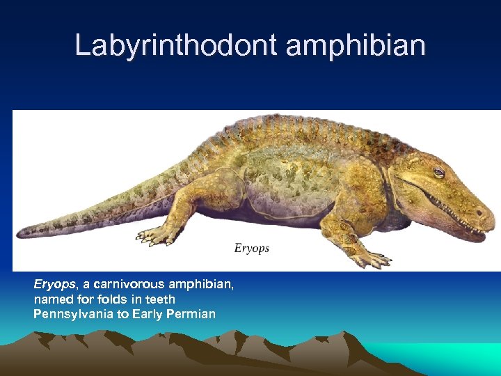 Labyrinthodont amphibian Eryops, a carnivorous amphibian, named for folds in teeth Pennsylvania to Early